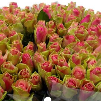 Schnittblumen : Rosen Bellerose 